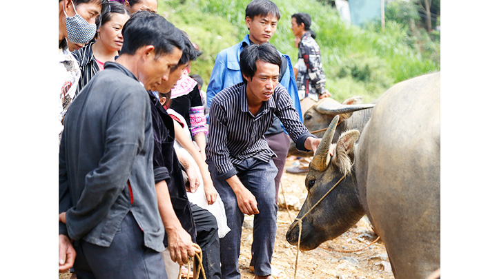 Chợ trâu Cán Cấu -0