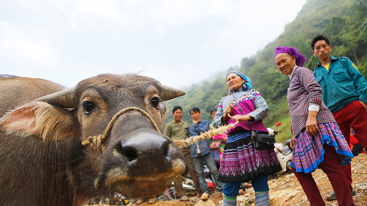 Chợ trâu Cán Cấu -0