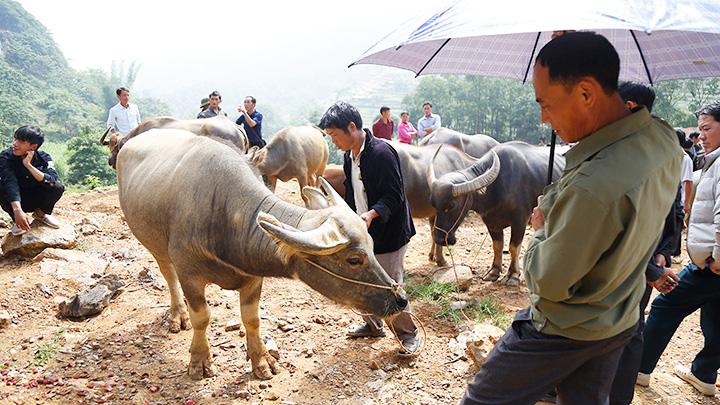 Chợ trâu Cán Cấu -0