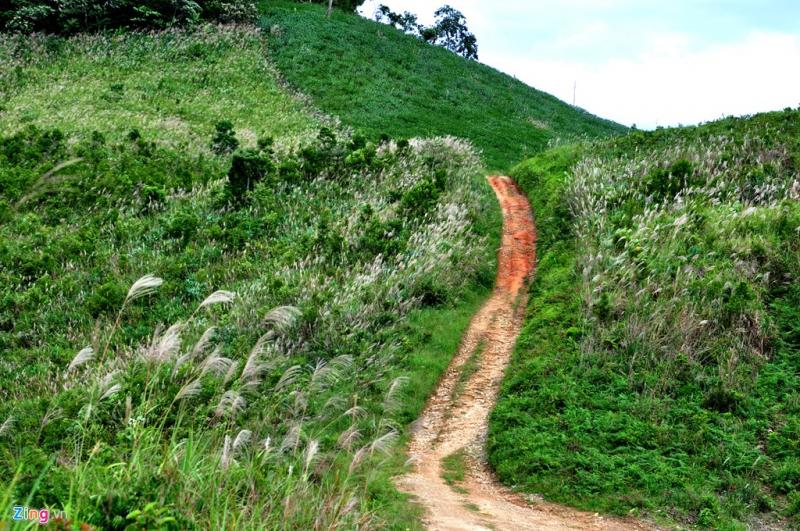 Những con đường cỏ lau mộc mạc níu chân du khách (Ảnh: ST)