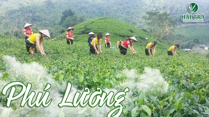 Đồi chè huyện Phú Lương