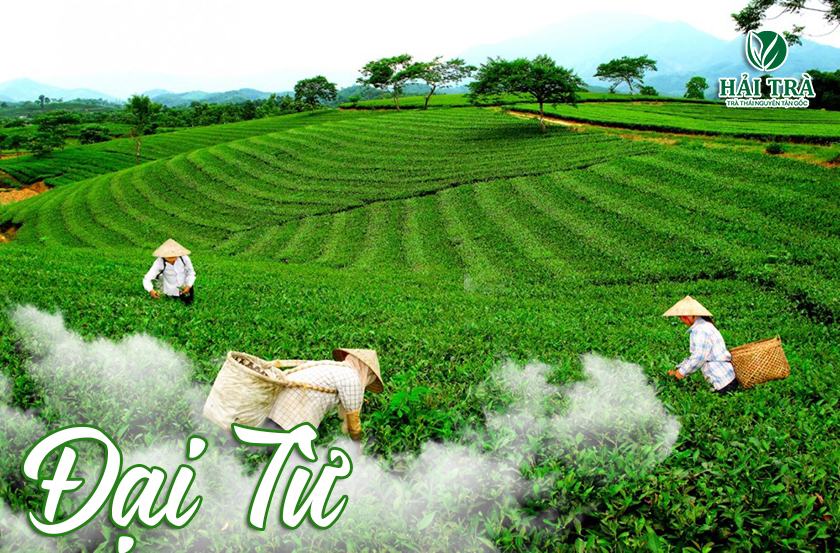 La bằng là một trong những vùng chè nổi tiếng của Thái Nguyên